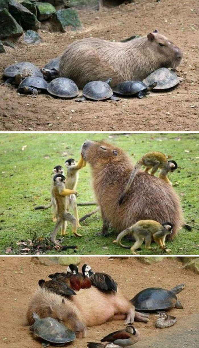 Capybara With Friends