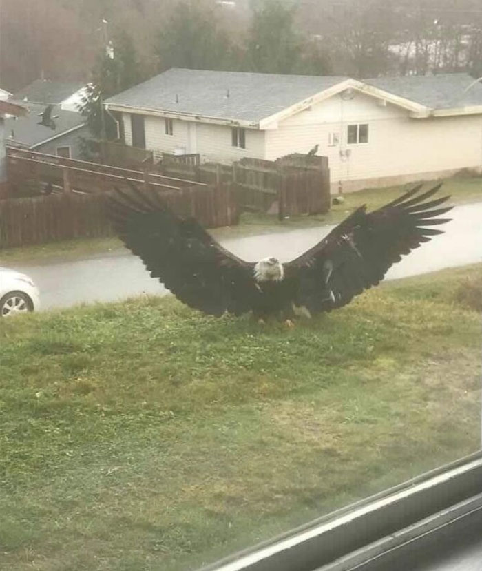 Absolute Unit Of An Eagle