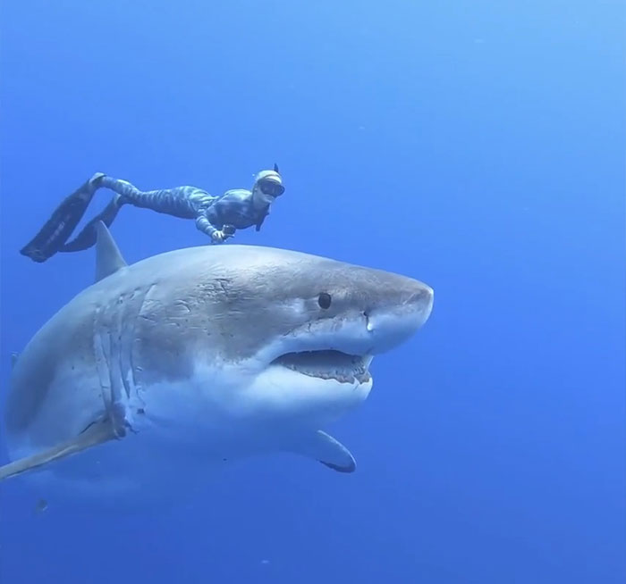 Ocean Ramsey And Her Team Encountered This 20 Ft Great White Shark Near The Island Of Oahu, Hawaii. It Is Believed To Be The Biggest Ever Recorded