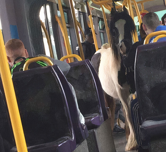 Horses Are Returning To The Luas, Nature Is Healing, We Are The Virus