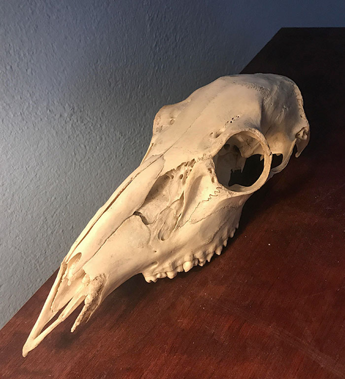 A Deer Skull Was Lodged In A Tree When We First Bought Our House. I Brought It Inside And I Still Keep It On My Dresser
