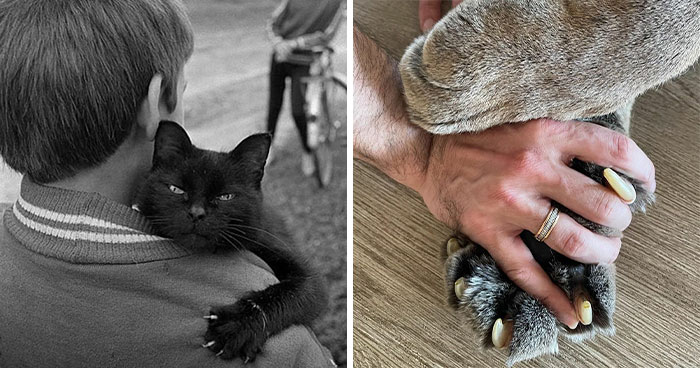 This Group Is Dedicated To Posting Pics Of Cats’ “Murder Mittens” And Here Are Their 40 Best Pics (New Pics)
