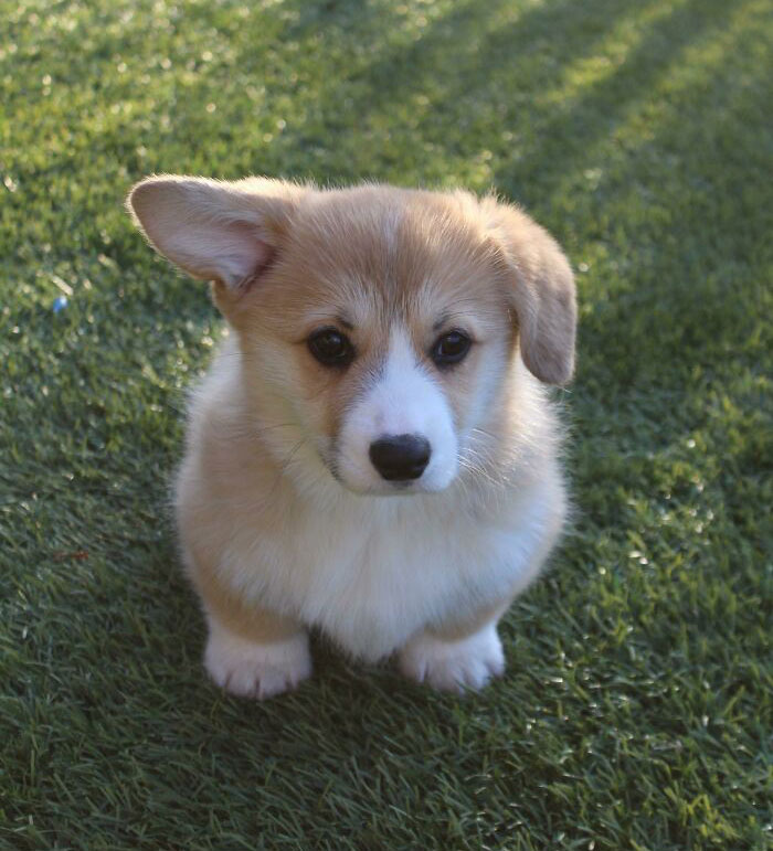 Maverick The Corgi Puppy Before His Other Ear Popped Up