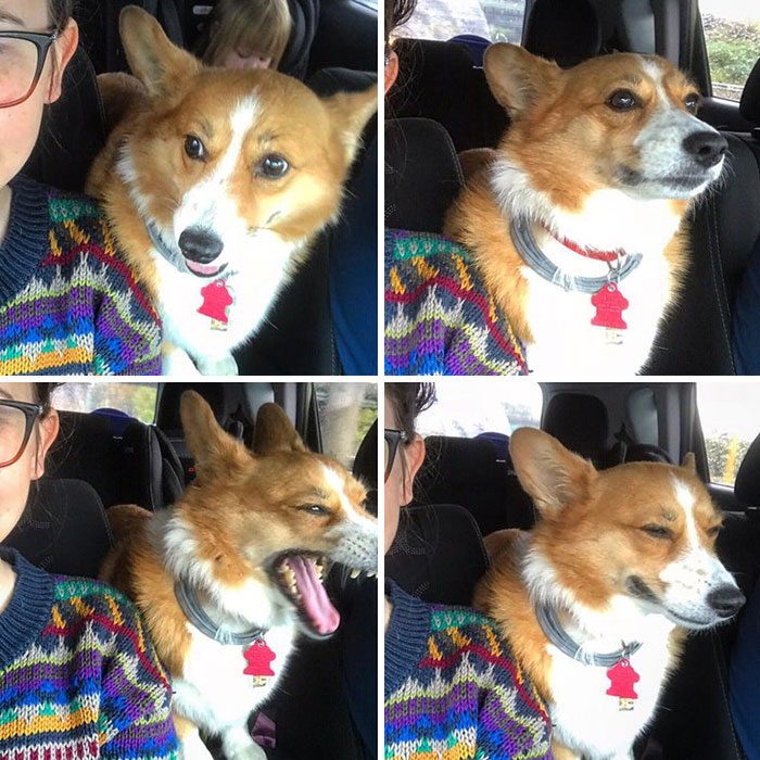 Corgi Sneeze: A Story In Four Parts