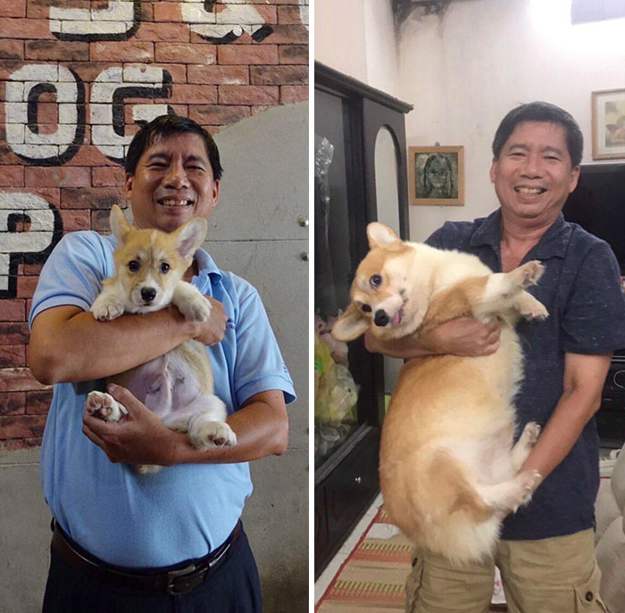 My Father And My Corgi: Before And After 1 Year