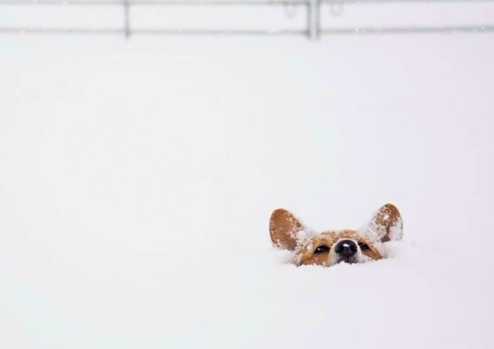 The Snows At Least One Corgi Deep Here