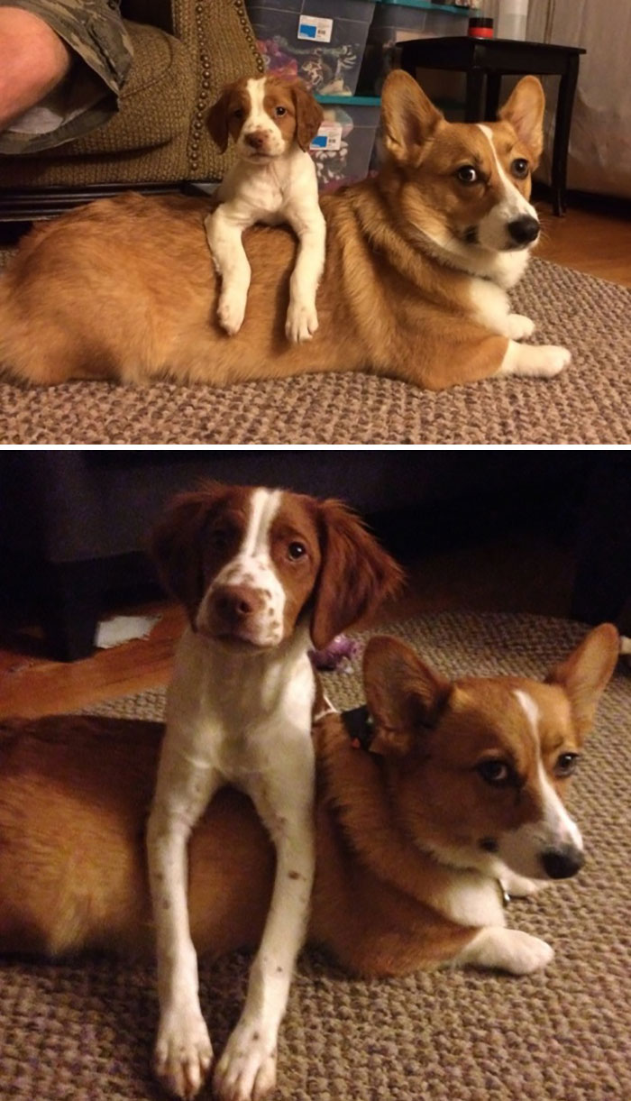 The Difference 3 Months Makes. Corgi For Scale