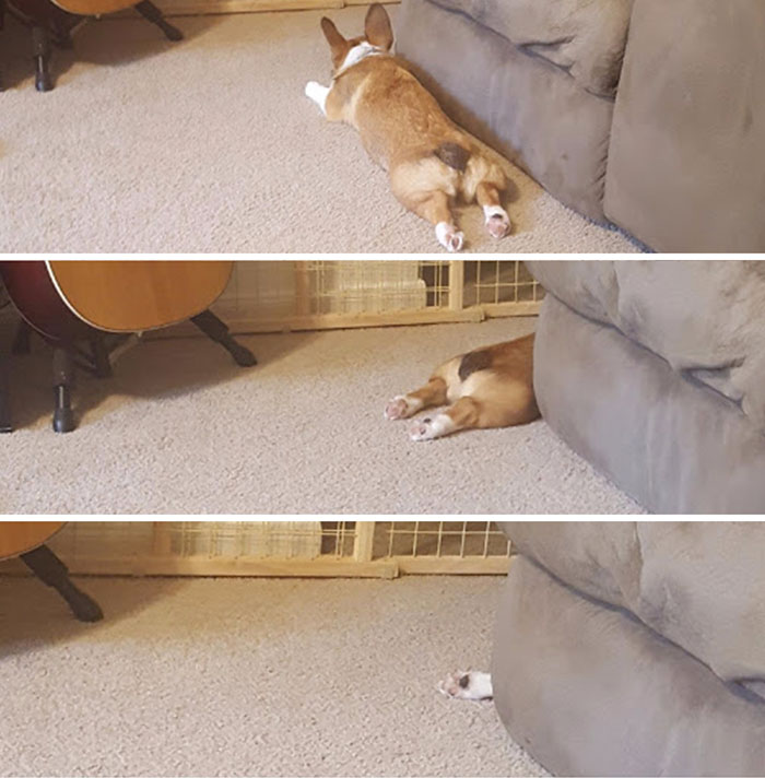 My Corgi Puppy Tries To Slowly Slither Away Hoping We Don't Notice