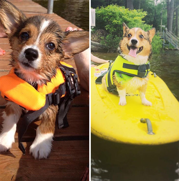Flashback Friday: It’s Been 5 Years Since Tobias Made His Front Page Debut As A Wet Corgi In A Life Jacket!
