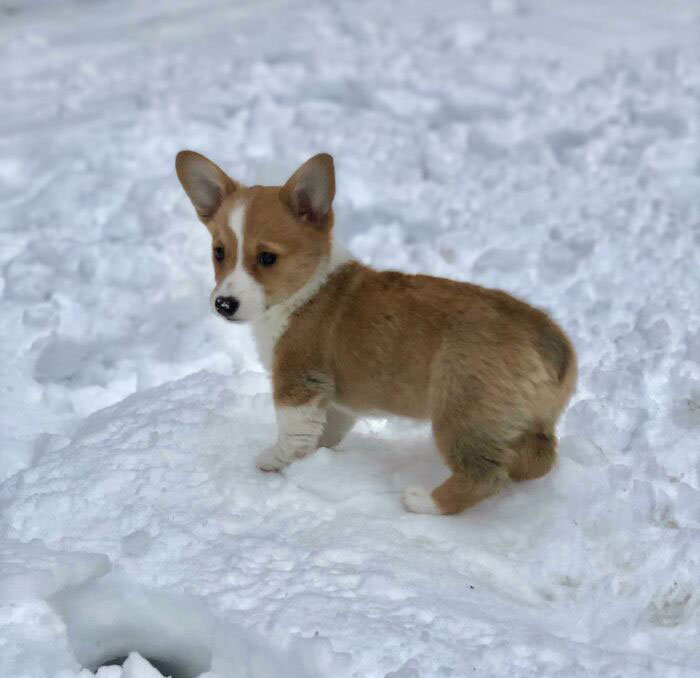 My Girlfriend And I Recently Got A New Corgi Puppy Named Ellie. She Recently Found Out That Snow Is Her Favorite Thing In The World And Showed Us How Photogenic She Is