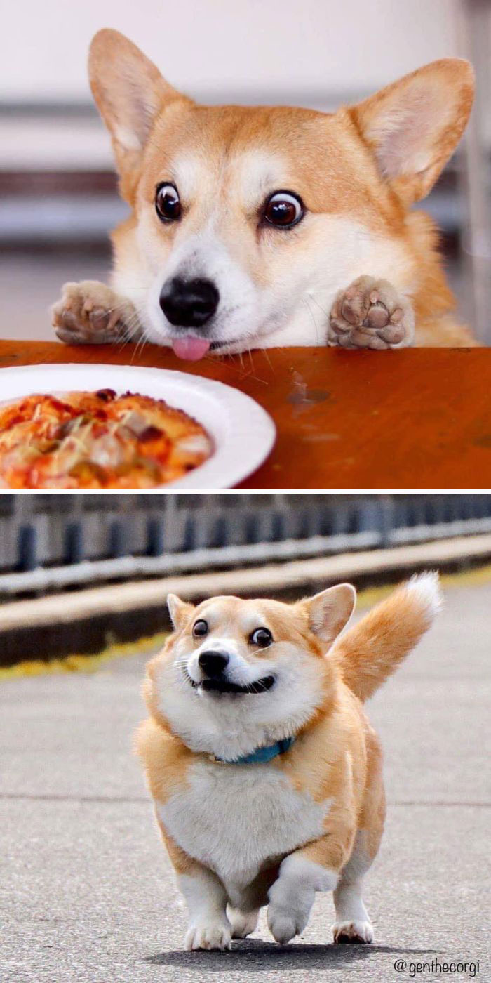 Meet Gen, A Corgi From Japan Whose Facial Expressions Can Instantly Make Your Day