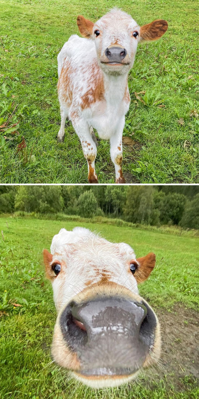 The Faces Lucy Made When I Came To Take Her Home From The Pasture