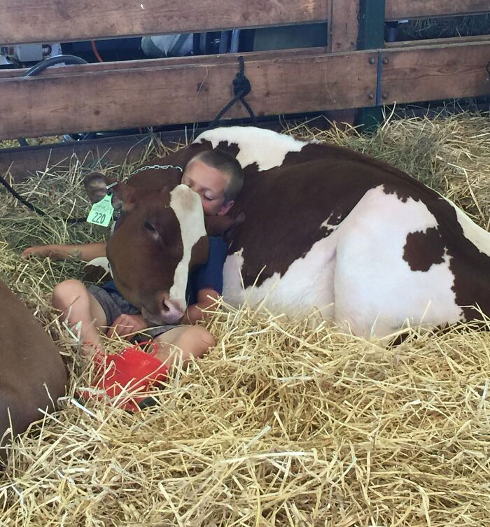 Un niño y su vaca durmiendo la siesta en la feria de Goshen