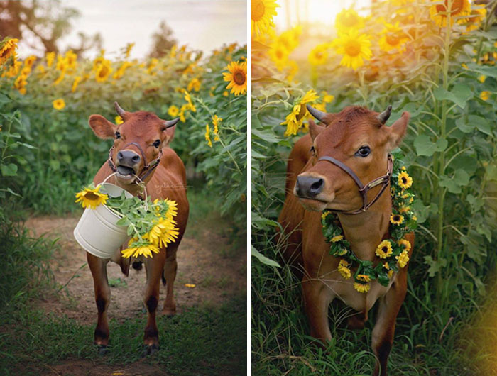 Tomemos un momento para apreciar esta adorable vaca