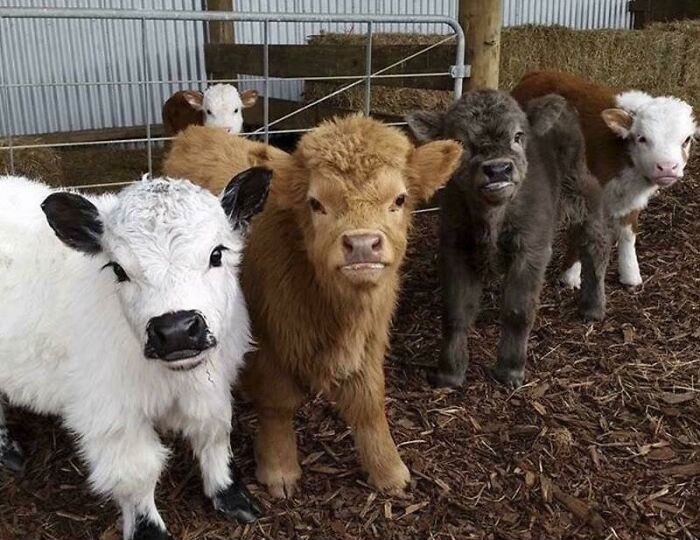 Mini Cows