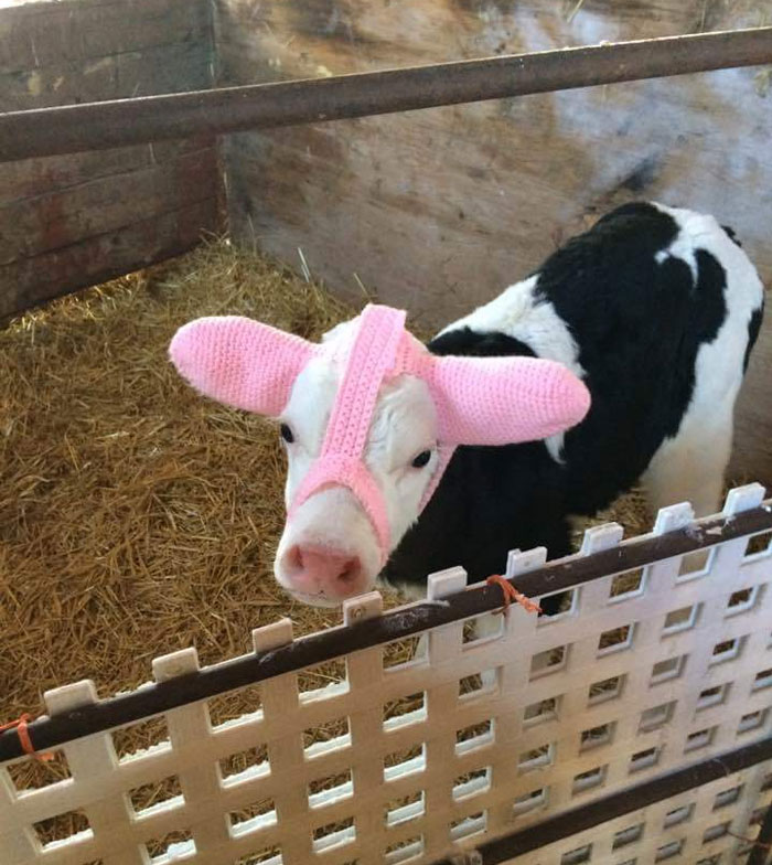 This Little Calf Is Wearing Earmuffs To Prevent Frostbite