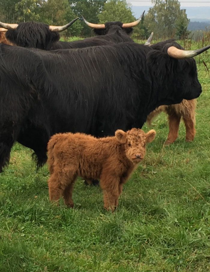 Any Love For This Adorable Highland Cattle Calf? 