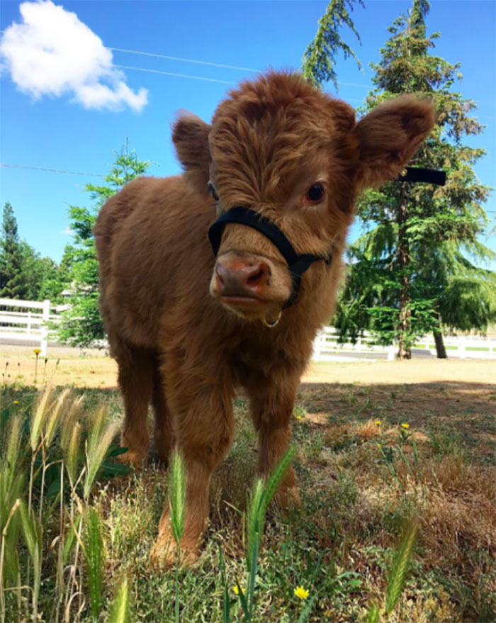My Friend Told Me You Like Cute Animals. Meet My Mini Highland Cow, Buckley