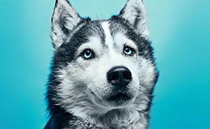 This Shelter Dressed Up Their Dogs And Had A Photographer Take Adorable Pictures Of Them To Get Them Adopted Faster (11 Pics)