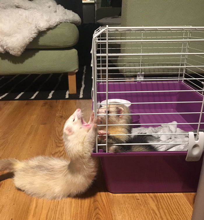 Lilith Is On Cage Rest For A Little While And Peach Isn't Taking It Very Well