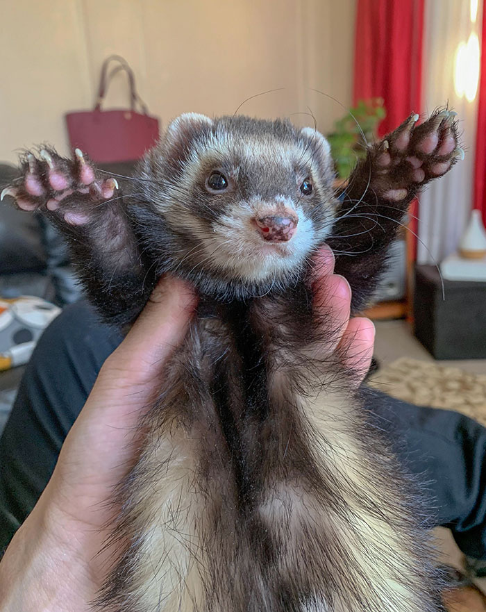 Here’s A Neat Picture Of My Ferret, Danky