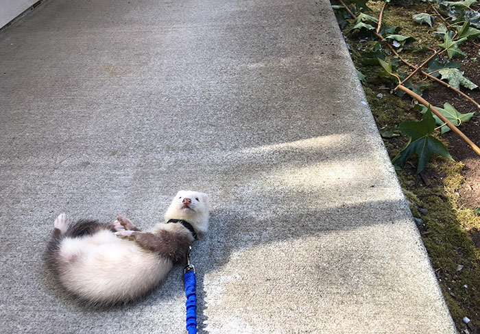 The First Time I Took My Ferret Outside He Just Could Not Grasp The Whole Concept Of A Leash And Gave Me A Lot Of Attitude