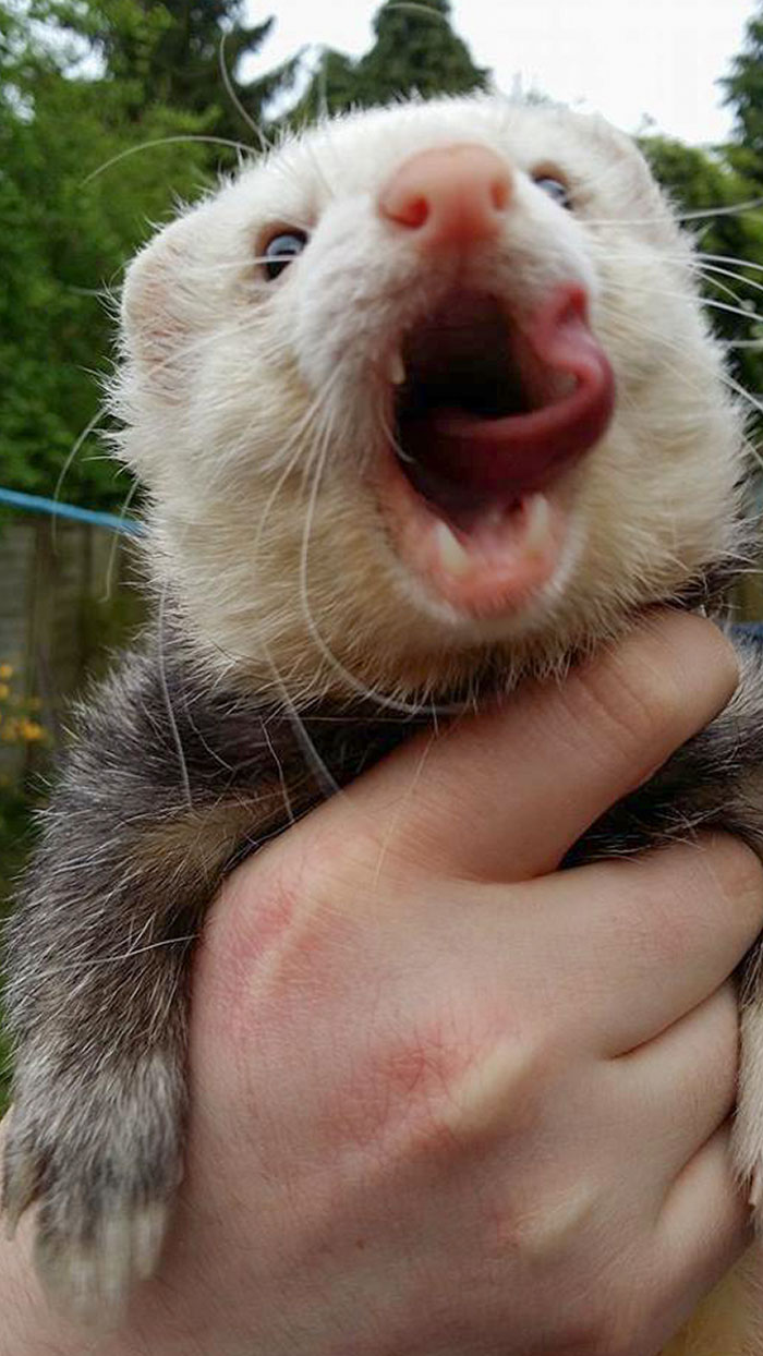 This Is What Happens When You Tickle A Ferret