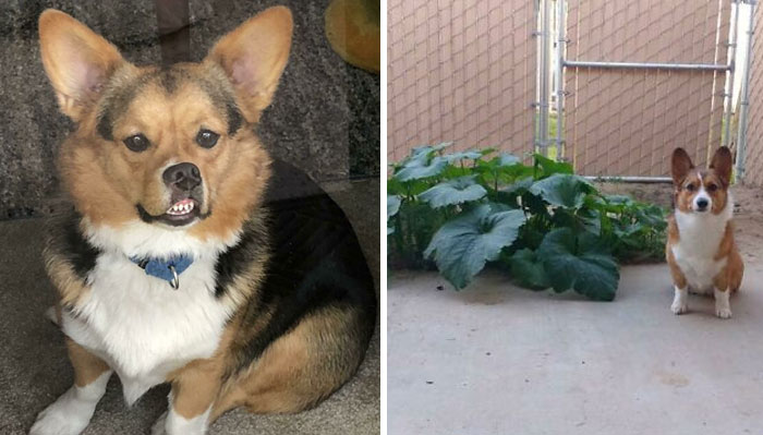 40 Times People Captured Their Corgis Being Funny And Adorable
