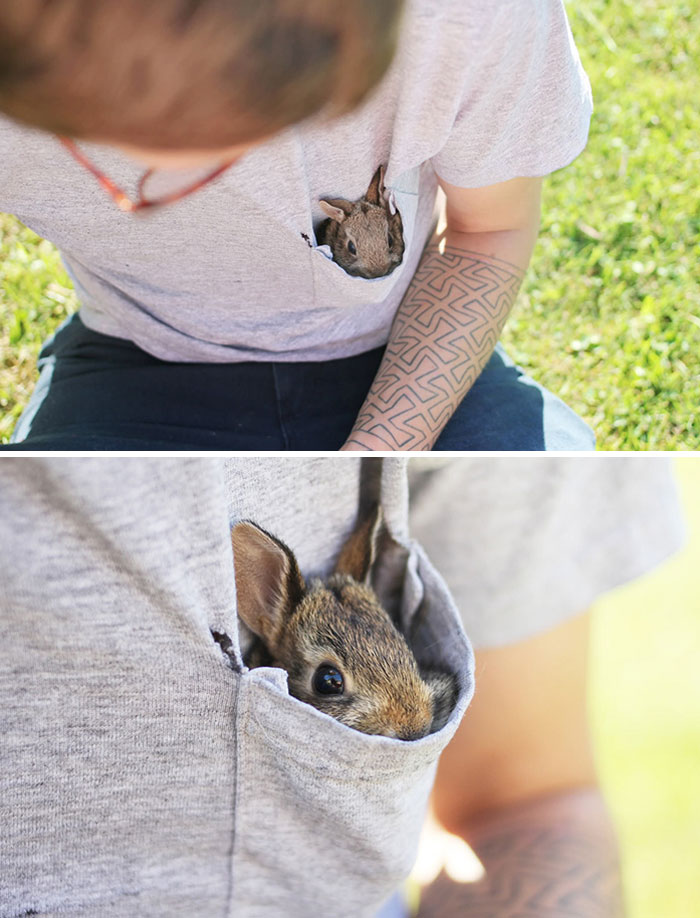 Pocket Bunny