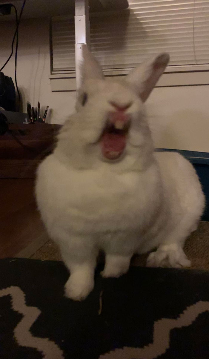 Finally Caught Her Yawning. Unfortunately, It’s Not Cute But Terrifying