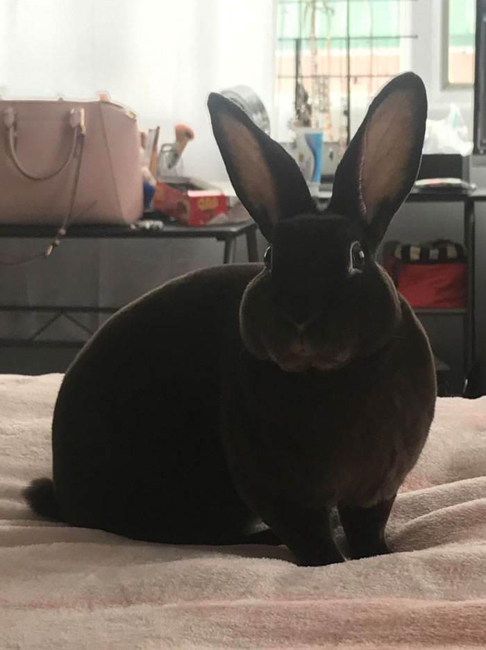 Isn’t Bean The Most Photogenic Bunny You’ve Ever Seen?