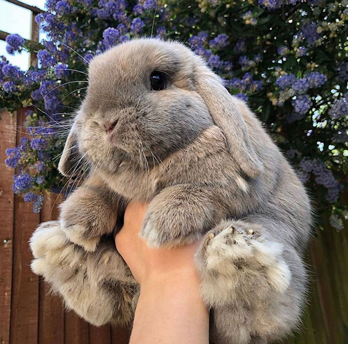 Fluffy Rabbits Are So Cute