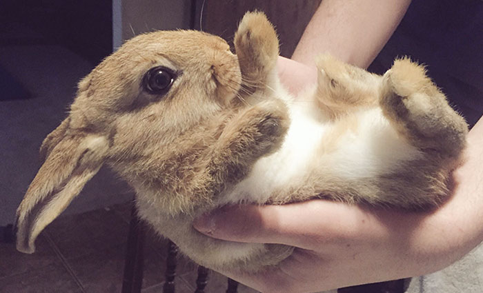 Meet Cuddles The Rabbit