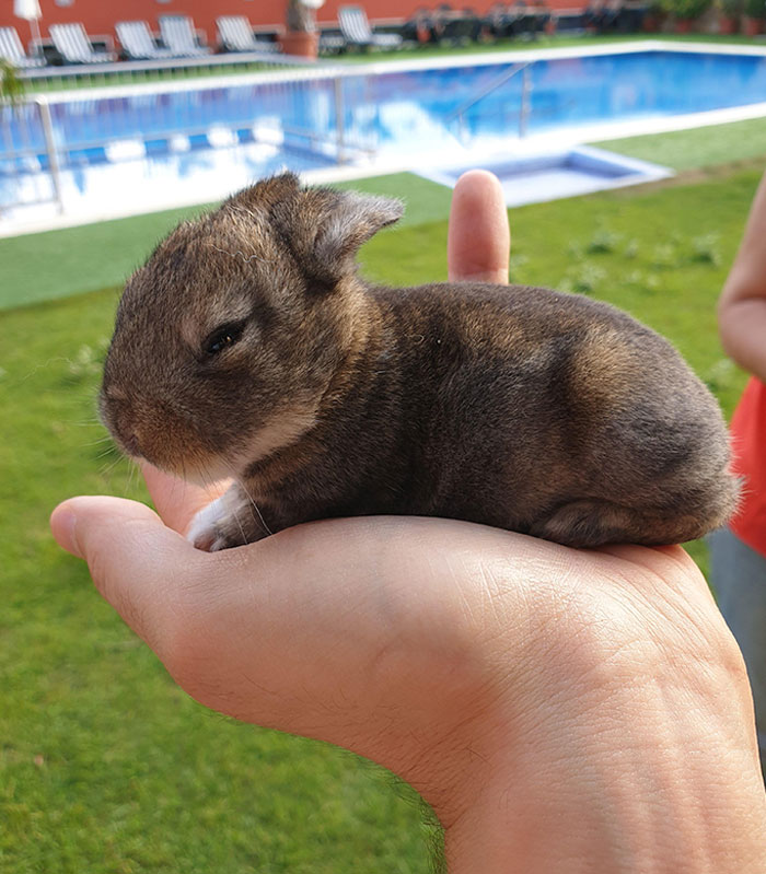 Our Rabbit Gave Birth To This Munchkin