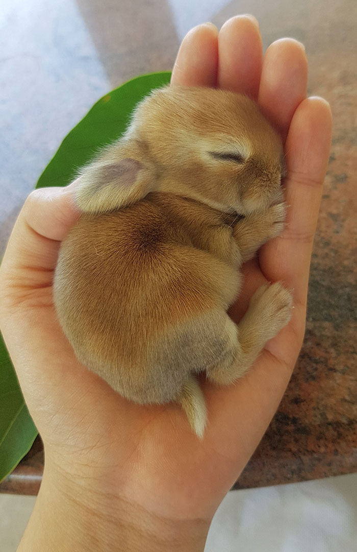 Se quedó dormida en la palma de mi mano mientras limpiábamos el nido de los pequeños hoy