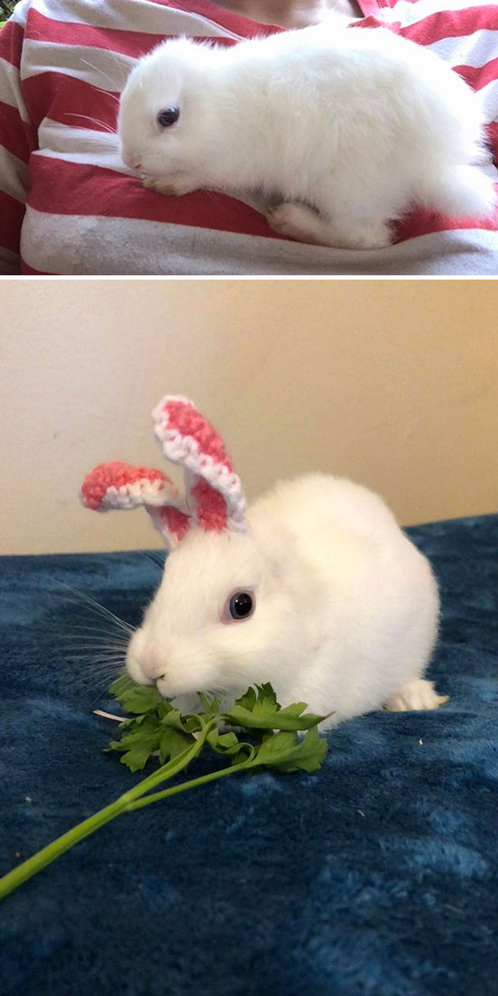 Bunny Born With No Ears Gets Crocheted Head Wear