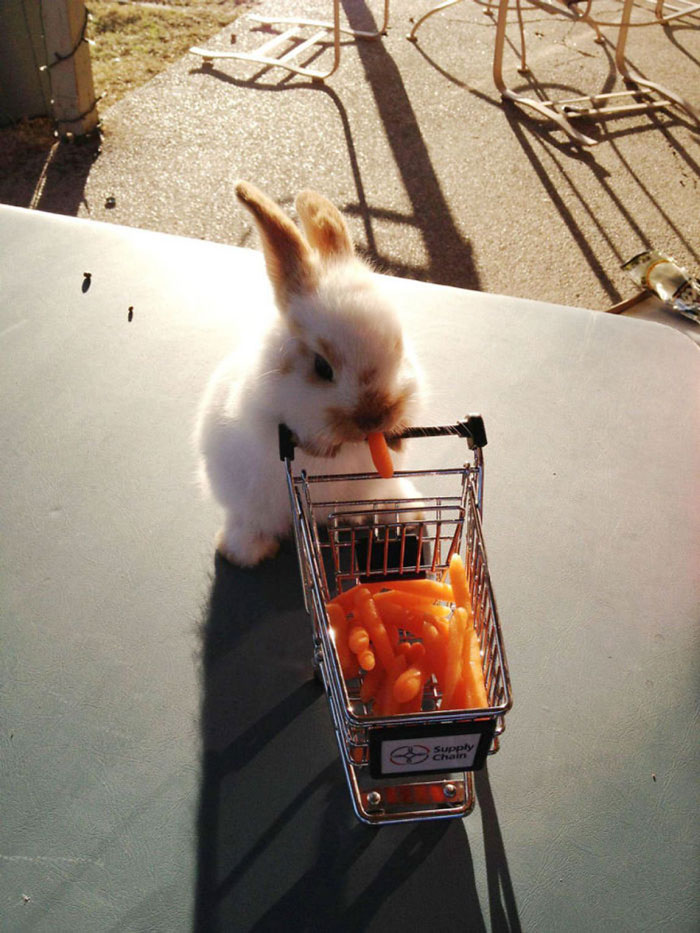 Este conejo tiene un pequeño carro lleno de zanahorias