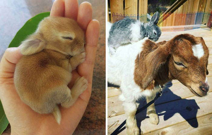 50 Bunnies Whose Cuteness Can’t Be Challenged