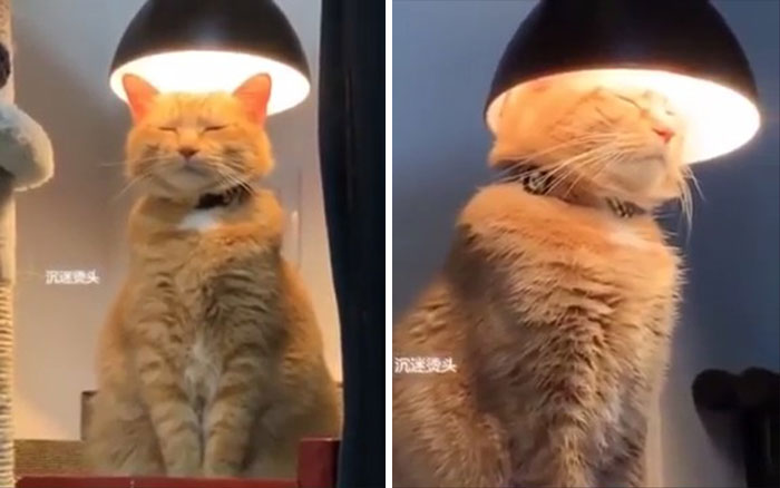 This Kitty That Found Self Enlightenment