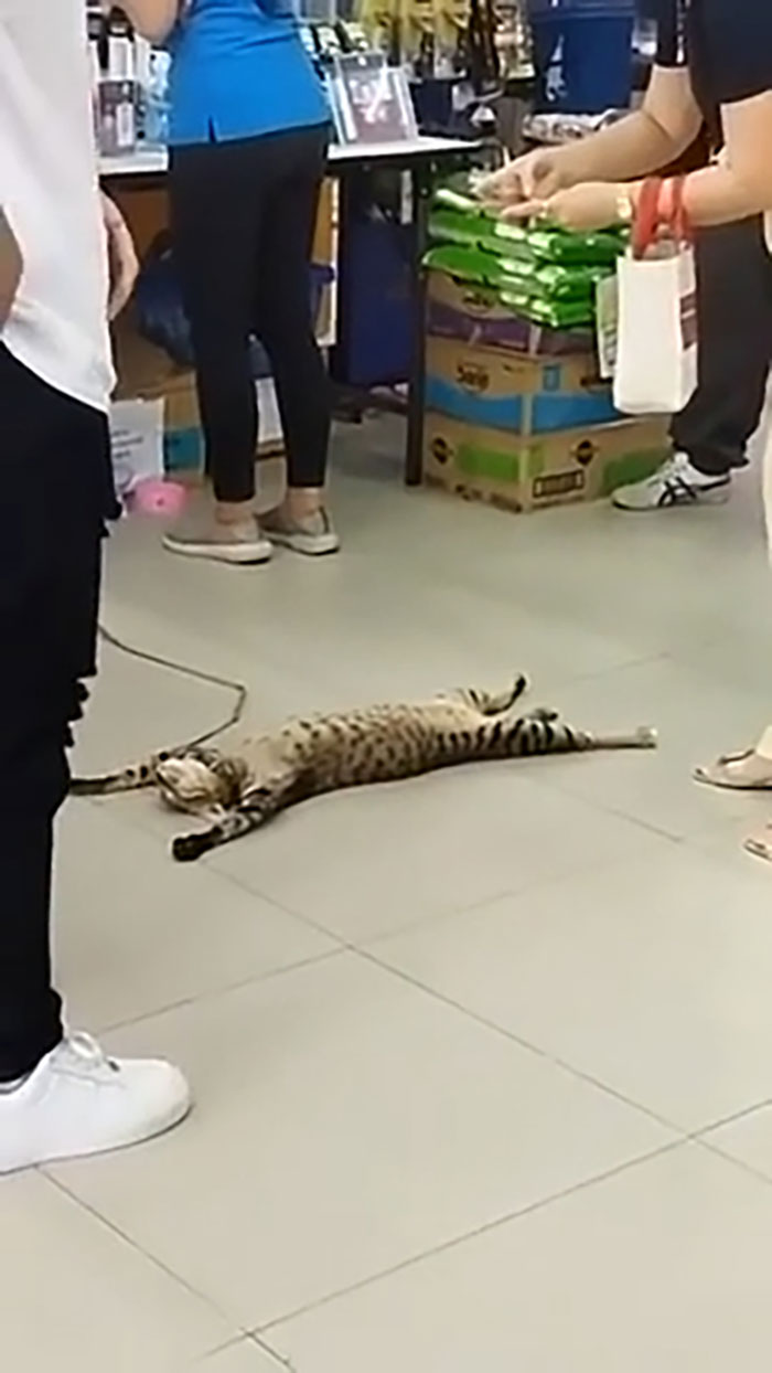 This Kitty Is So Over Being Taken Out In Public