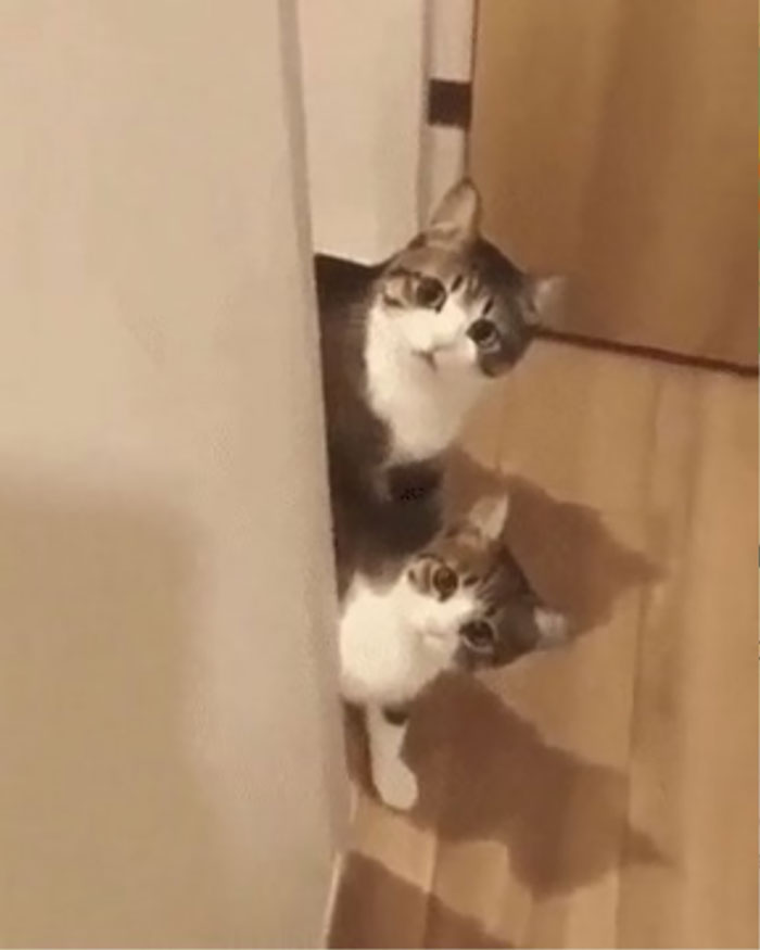 Gatito heredó la curiosidad de su madre