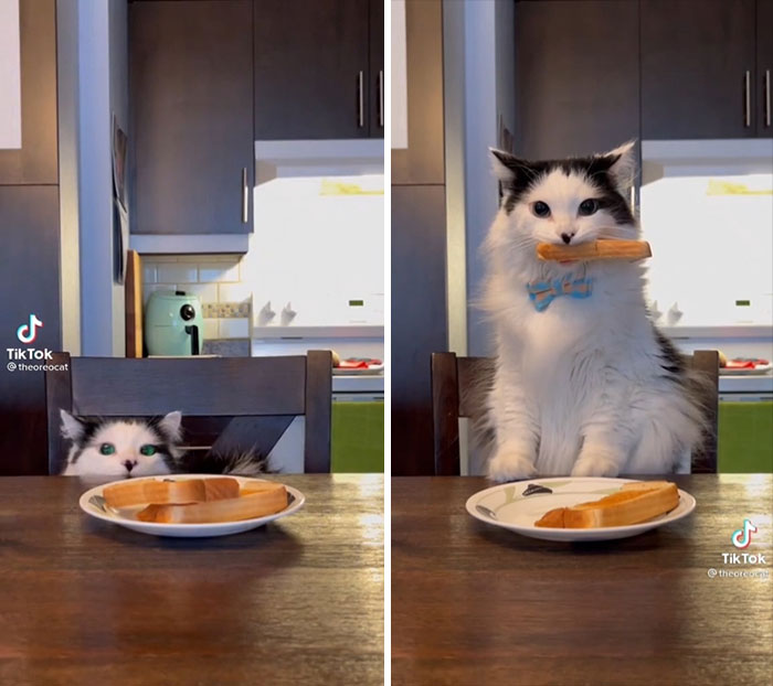 Cat Steals Bread 