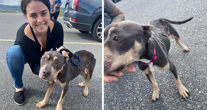Woman Takes A Starving Pit Bull Under Her Wing After It Had Been Found Locked Up In An Abandoned House With A Broken Leg And No Food