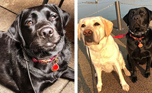 Dog Named Lily Always Gets Her Deaf Sister When It’s Time For A Walk