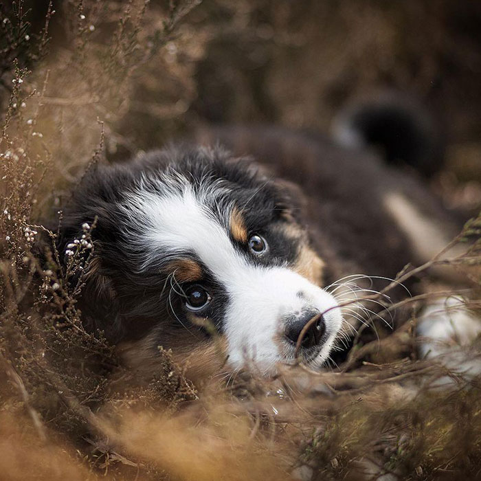 40 Action Photos Of Dogs That I Took Because I Think Dogs Are Adorable