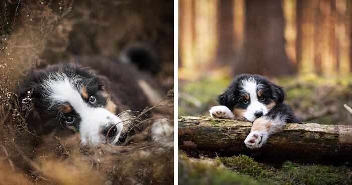 40 Action Photos Of Dogs That I Took Because I Think Dogs Are Adorable