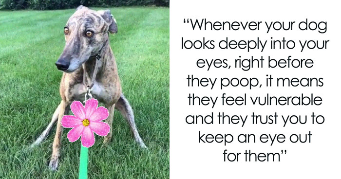 29 Facts About Dog Psychology Every Dog Owner Should Know, As Shared On This Viral TikTok Account