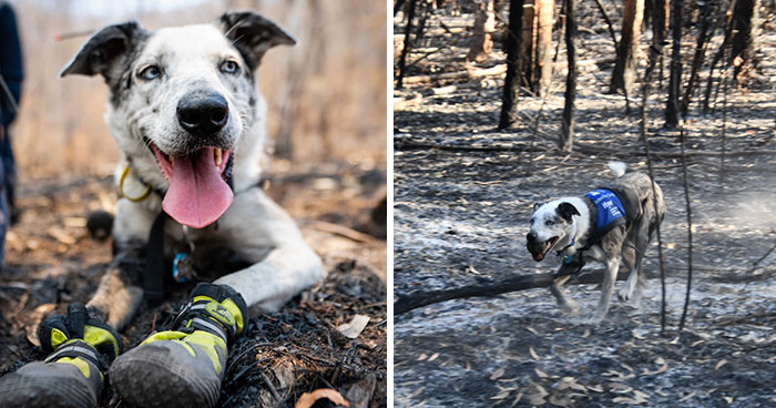 Dog Received An Award Of Honor For Saving Over 100 Koalas During The Bushfires