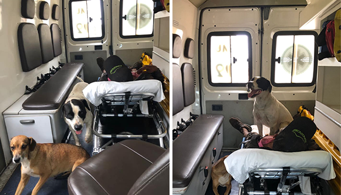 Two Loyal Dogs Stand By Their Sick Owner, Personnel Decides To Bring Them Along In An Ambulance