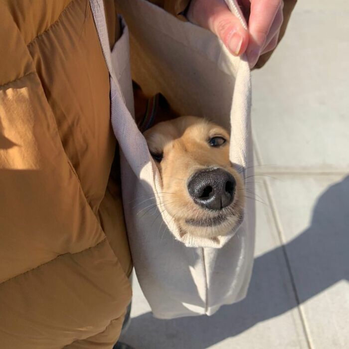 Dogs-In-Bags-Instagram